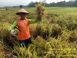 Ubinan KSA di Desa Kedungpaang