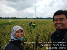 Supervision of KSA Rice Paddy in Sumberkilay Village, Tanjunganom