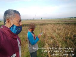 Pengawasan KSA Jagung di Desa Prayungan, Lengkong