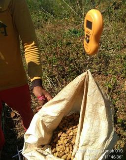 Ubinan Kacang Tanah di Desa Duren, Sawahan