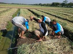 Ubinan Bawang Merah di Desa Banaran Kulon, Bagor