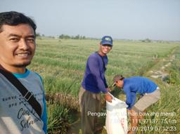 Supervision of Red Onion Tiles in Nglinggo Village, Gondang