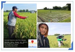 Subround I Rice Ubinan Survey 2024