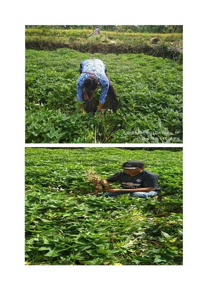  Ubinan Sweet Potatoes in Margopatut, Subdistrict of Sawahan