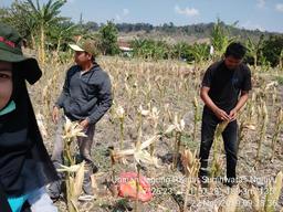 Ubinan Jagung di Desa Sugihwaras, Ngluyu