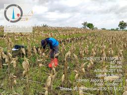 Ubinan Jagung SR 3 di Desa Maguan, Berbek