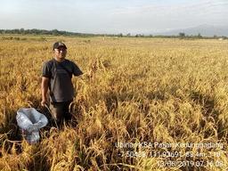 Ubinan KSA di Desa Kedungpadang, Rejoso