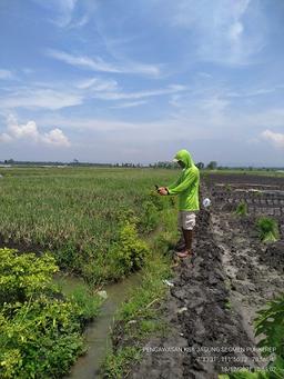 Pengawasan KSA Jagung 2021 di Desa Puhkerep, Rejoso