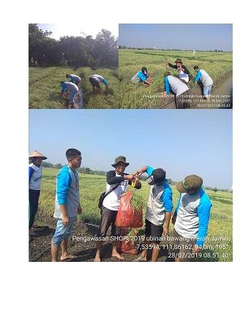 Pengawasan Ubinan Bawang Merah di Dusun Jati Kampir Desa Banaran Wetan, Bagor 