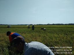 KSA of Padi Rice in Katerban Village, Baron