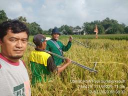 Ubinan KSA Padi di Desa Sumber kepuh, Tanjunganom