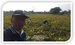 Soybean Tiles Monitoring 2024