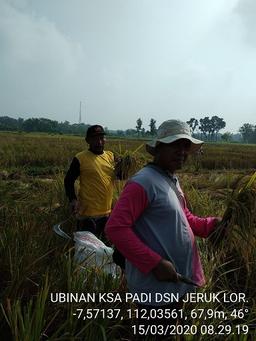 Ubinan KSA Padi di Dusun Jeruk Lor Desa Mabung, Baron