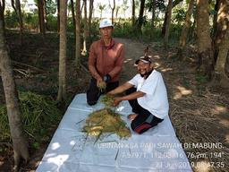 Ubinan KSA Padi Sawah di Desa Mabung, Baron